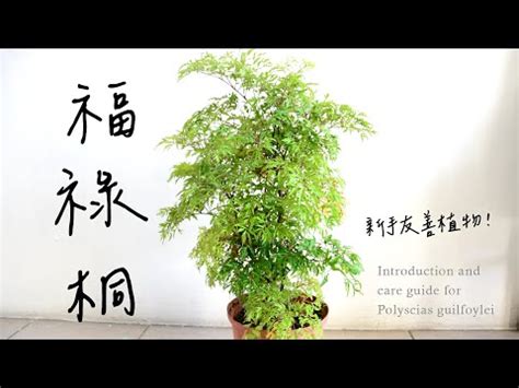 福祿桐擺放位置|【福祿桐風水】找出福祿桐最旺宅的位置！家居招財、保平安一次。